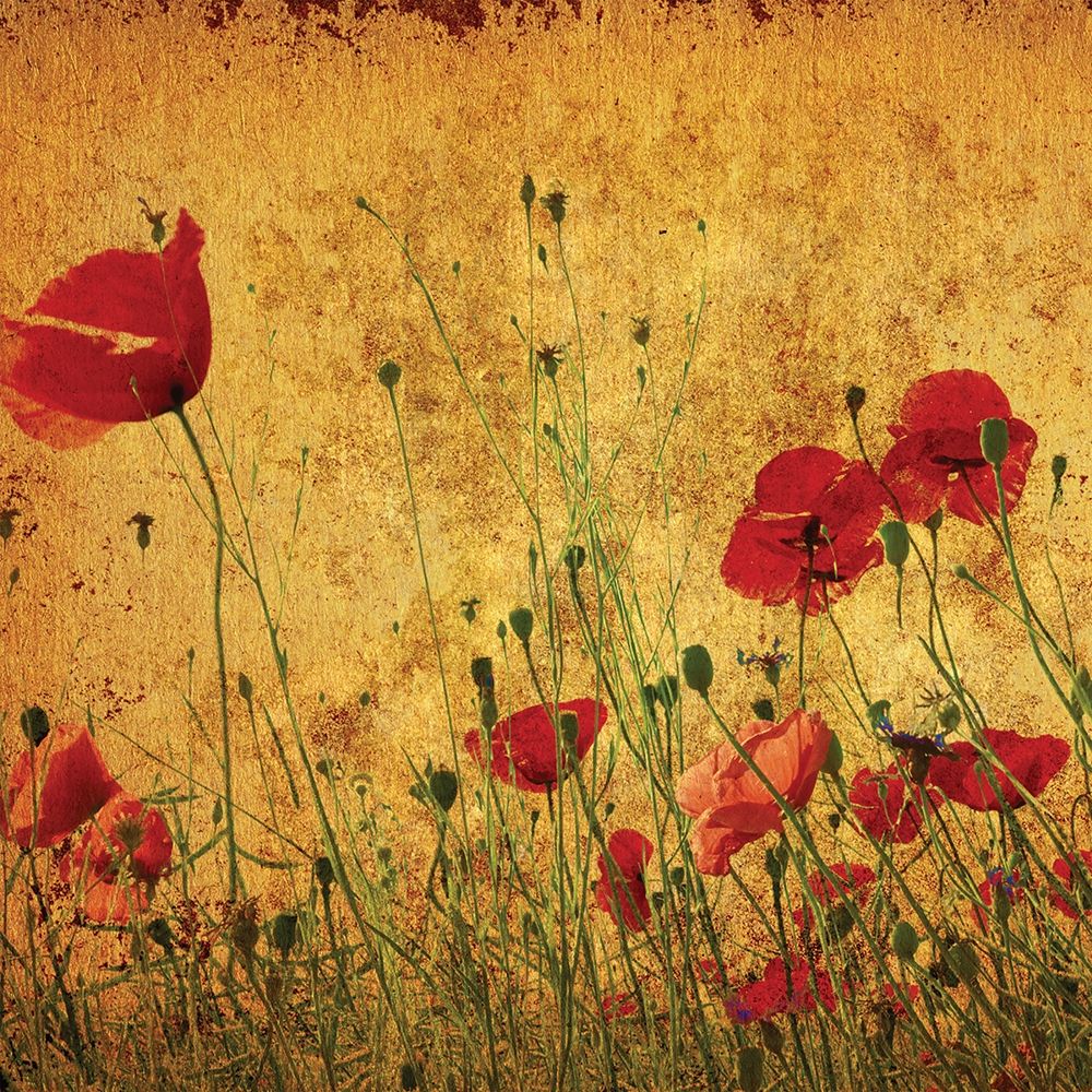 Field of Poppies art print by Anonymous for $57.95 CAD