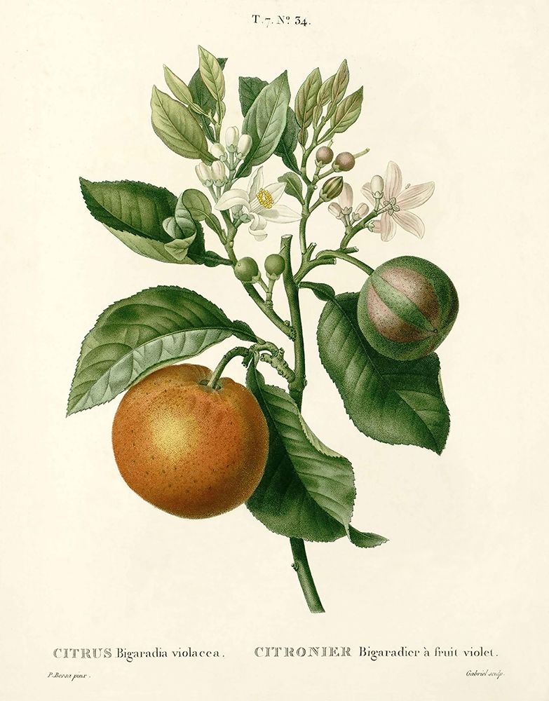 Citrus Plant Botanical art print by Anonymous for $57.95 CAD