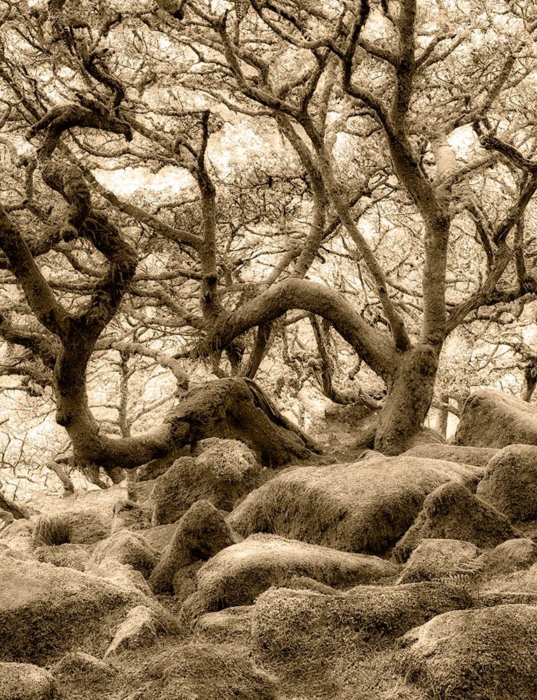 Moss covered oak trees in Wistmans Wood. Devon County. Dartmoor National Park, England art print by Dennis Frates for $57.95 CAD