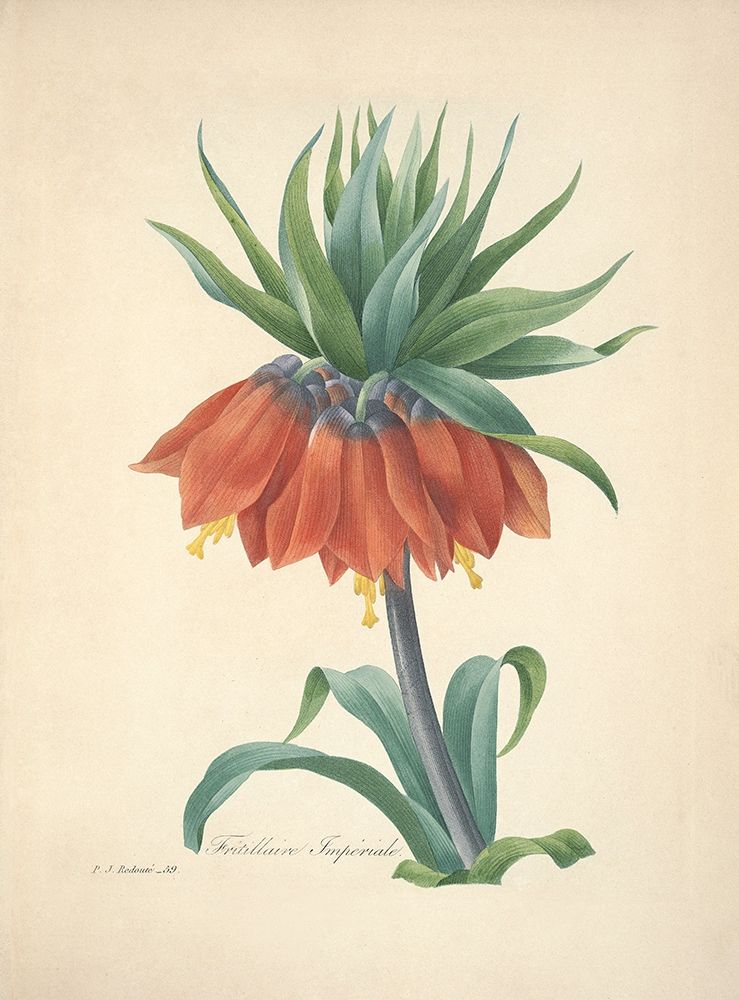 Fritillaire Imperiale art print by P. J. Redoute for $57.95 CAD