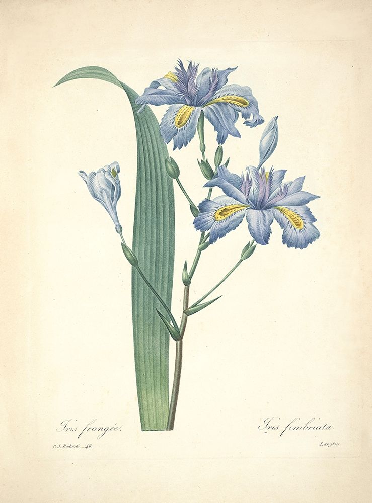 Iris Frangee  art print by P. J. Redoute for $57.95 CAD
