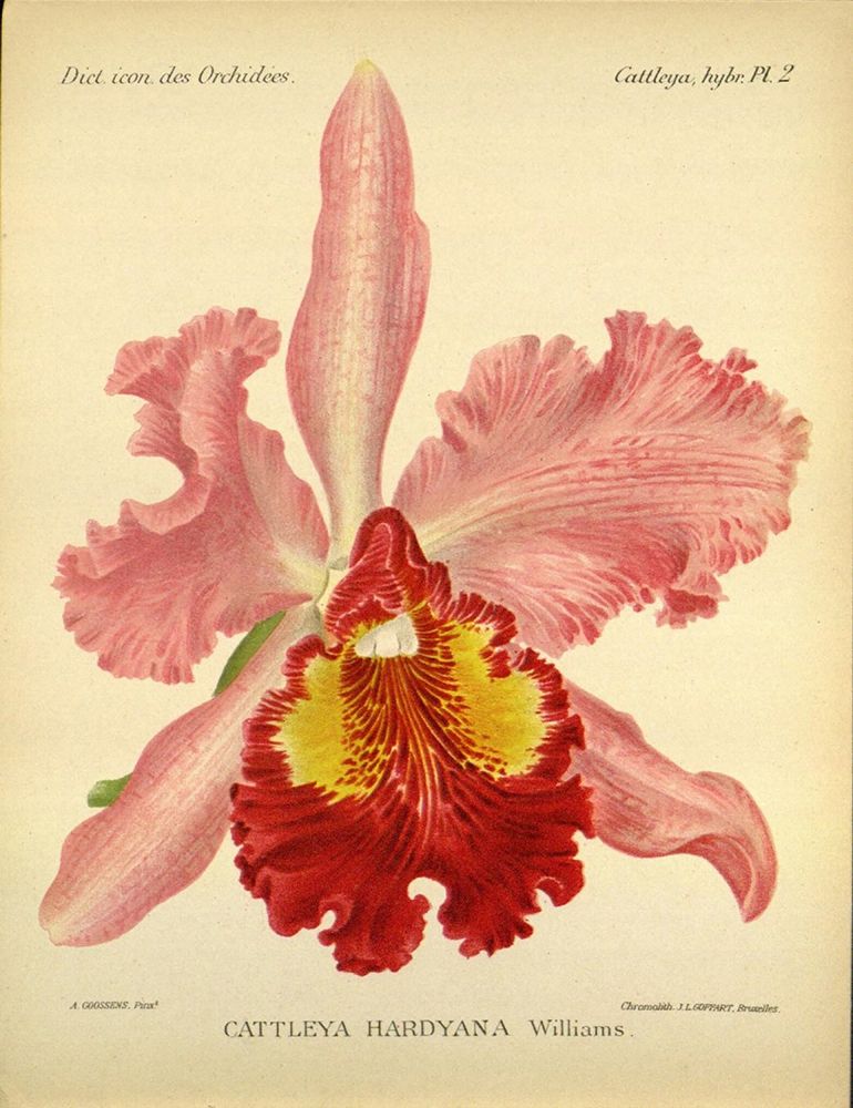 Orchid, Catlleya Hardyana art print by A. Goossens for $57.95 CAD