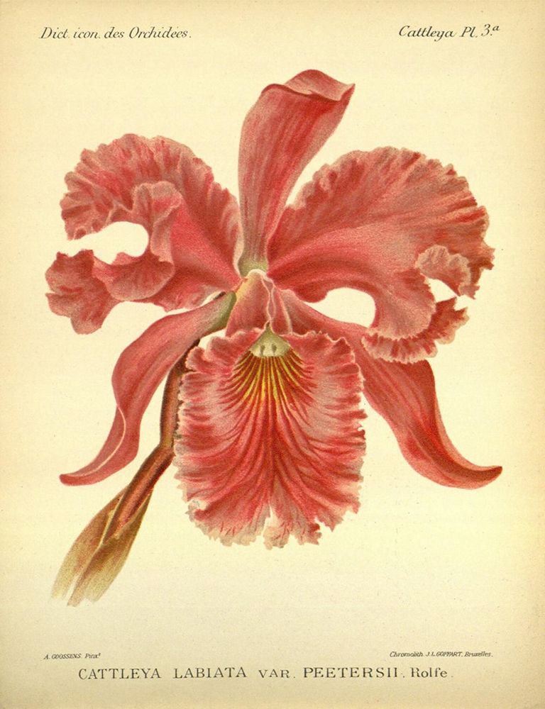 Orchid, Catlleya Labiata art print by A. Goossens for $57.95 CAD