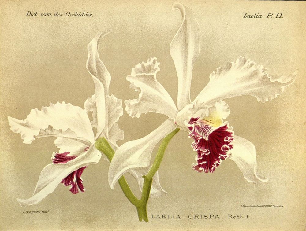 Orchid, Laelia Crispa art print by A. Goossens for $57.95 CAD