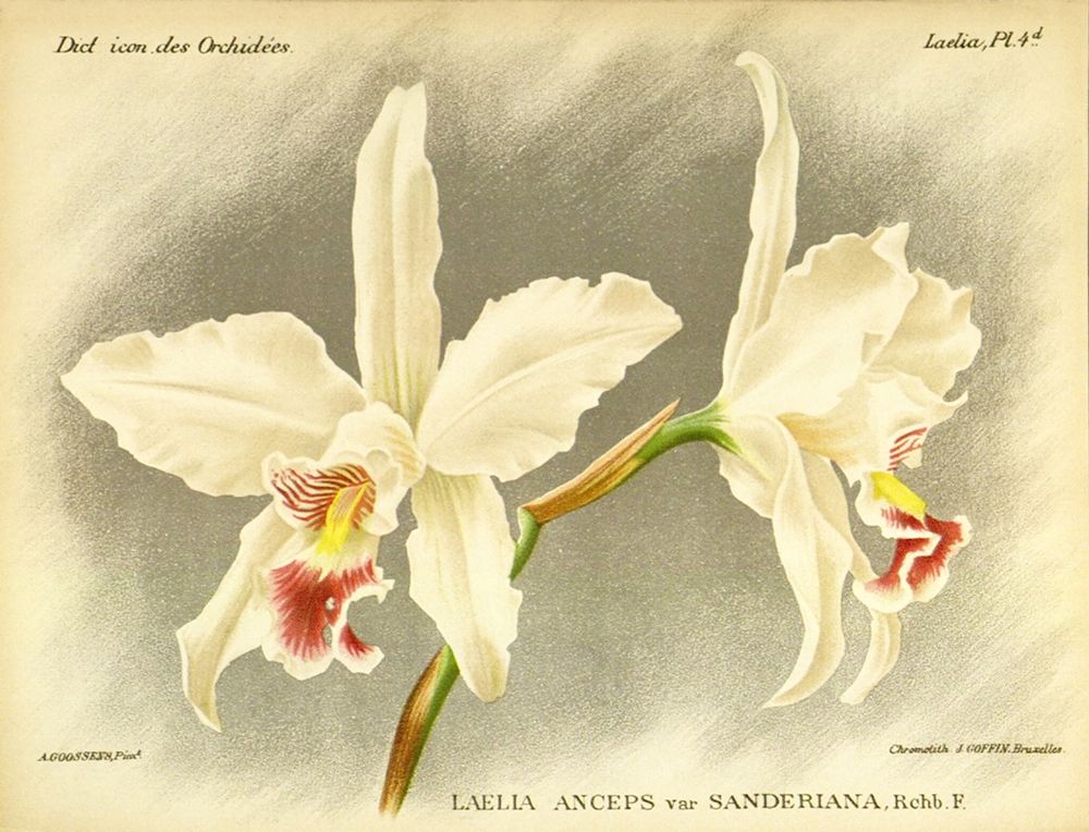 Orchid, Laelia Anceps art print by A. Goossens for $57.95 CAD