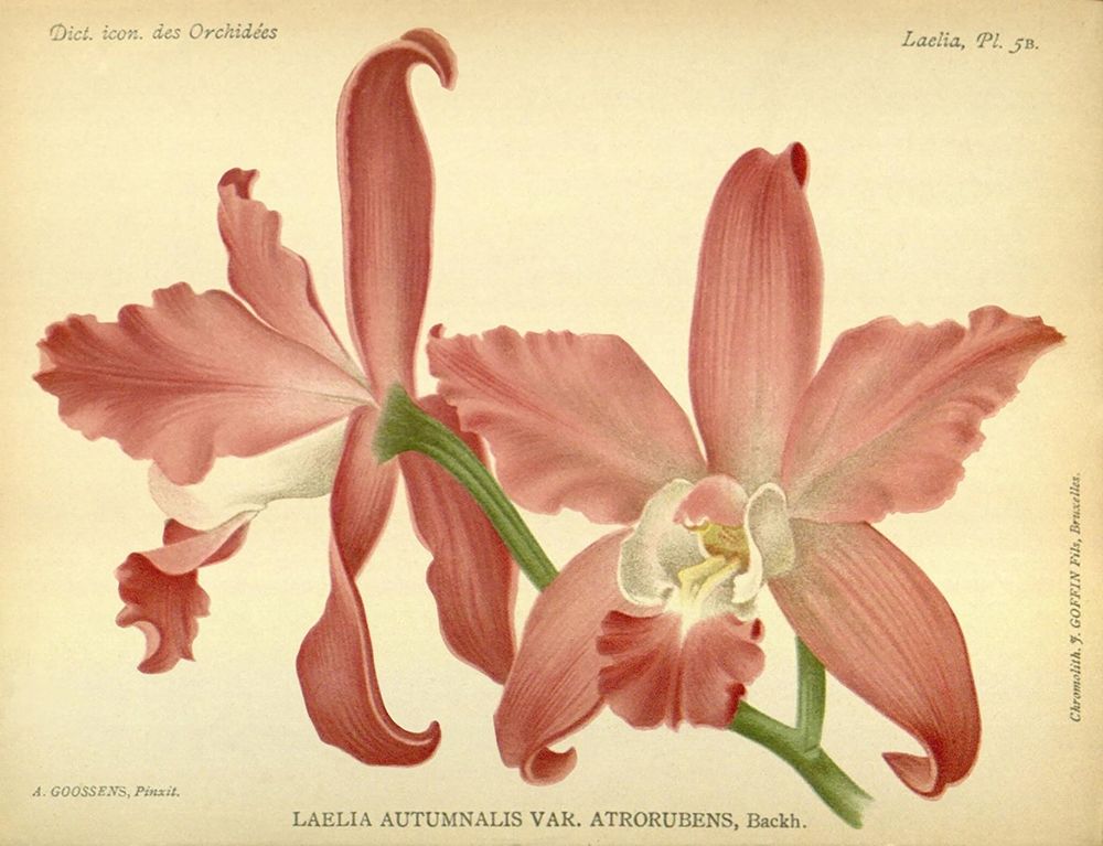 Orchid, Laelia Autumnalis art print by A. Goossens for $57.95 CAD