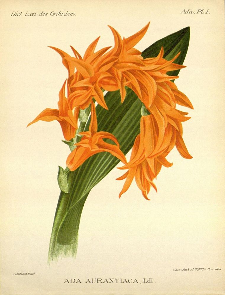 Orchid, Ada Aurantiaca art print by A. Goossens for $57.95 CAD