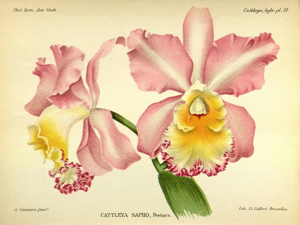 Orchid, Cattleya Sapho art print by A. Goossens for $57.95 CAD