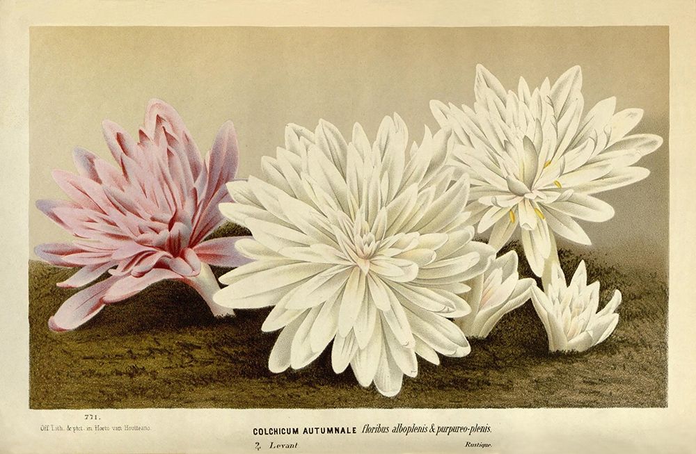 Colchicum Autumnale art print by Van Houtteano. Horto for $57.95 CAD