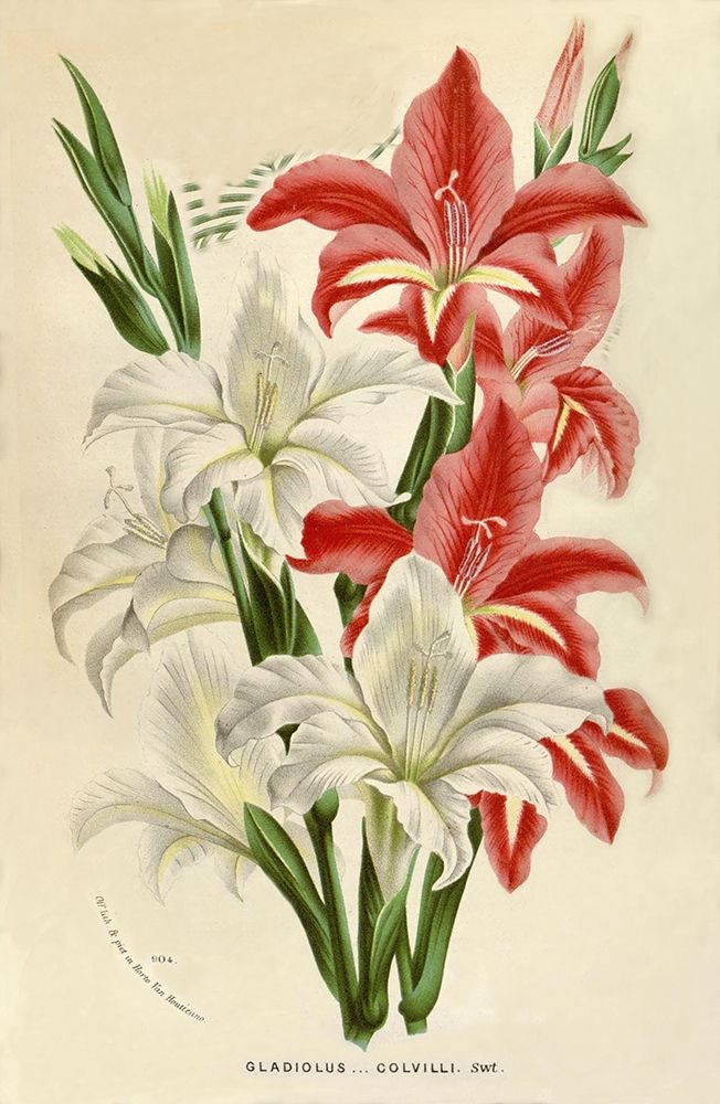 Gladiolus art print by Van Houtteano. Horto for $57.95 CAD