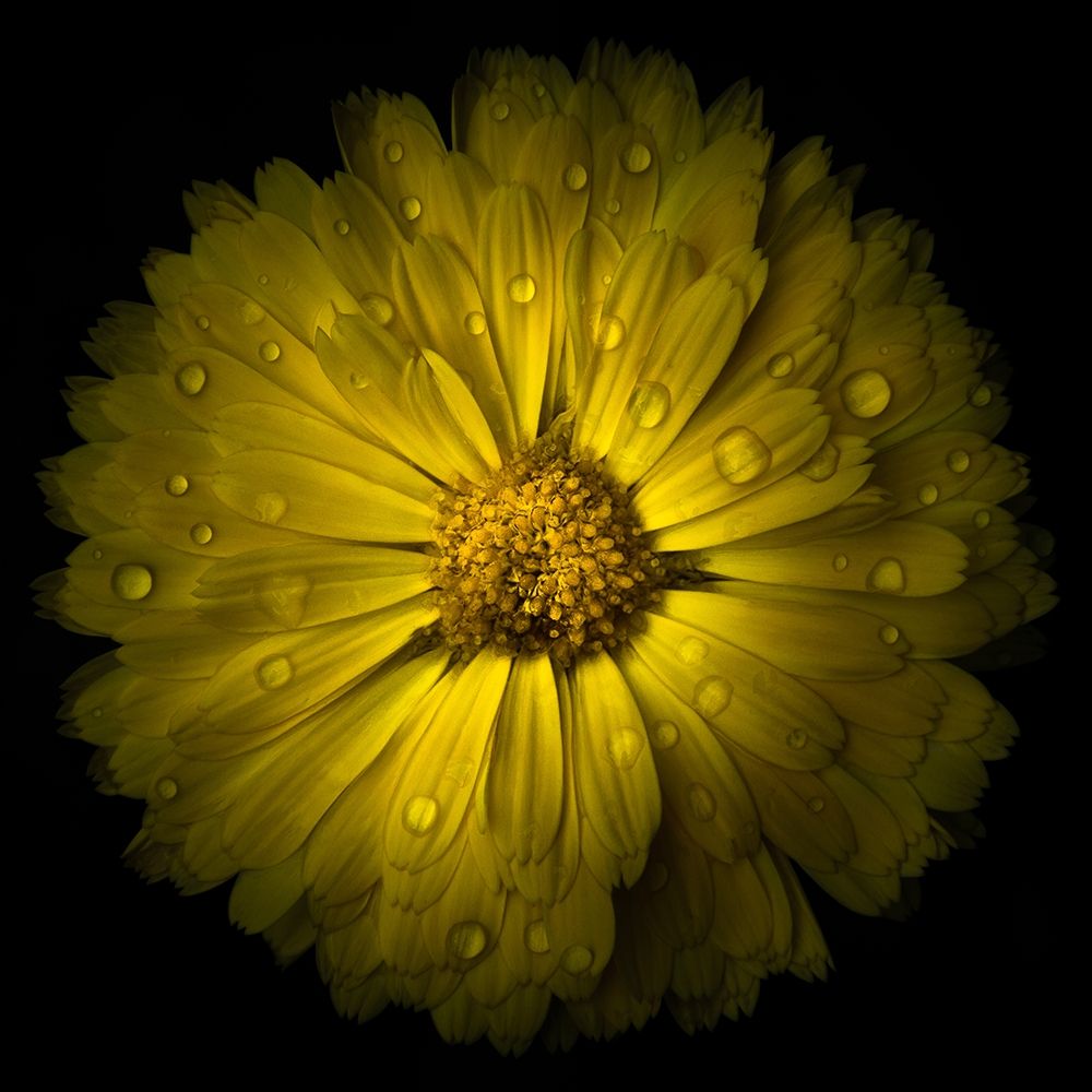Yellow Chrysanthemum art print by Brian Carson for $57.95 CAD