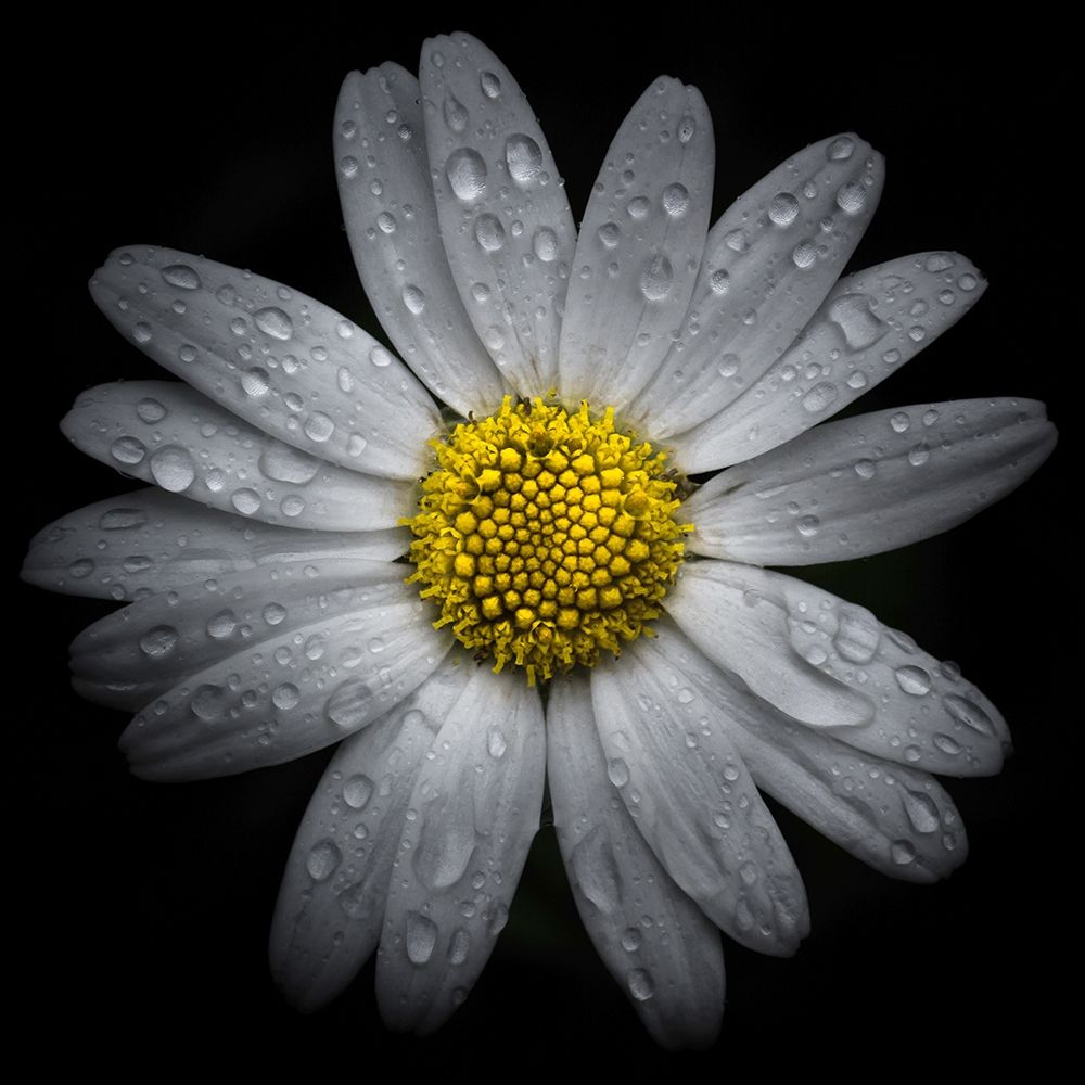 Daisy with Water Droplets art print by Brian Carson for $57.95 CAD