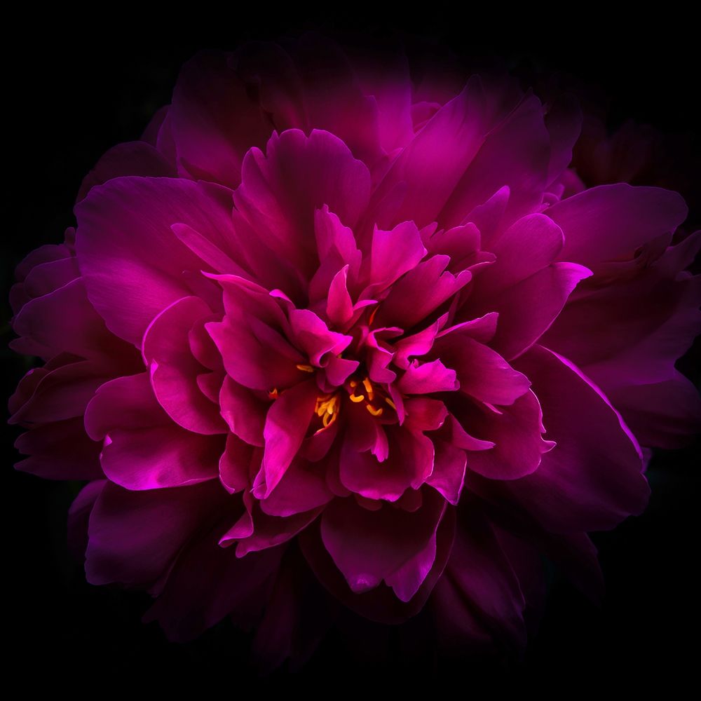 Peony art print by Brian Carson for $57.95 CAD
