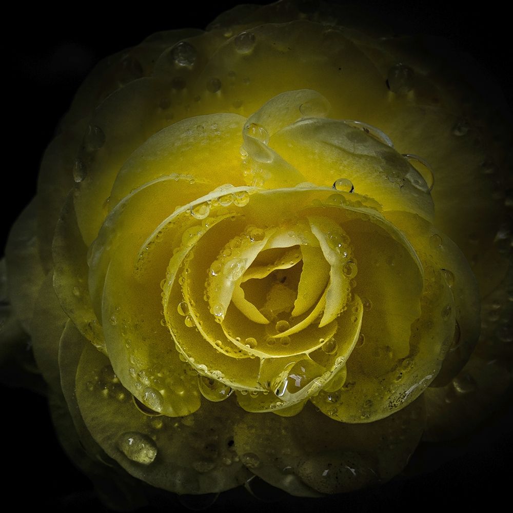 Yellow Rose with Water Droplets art print by Brian Carson for $57.95 CAD