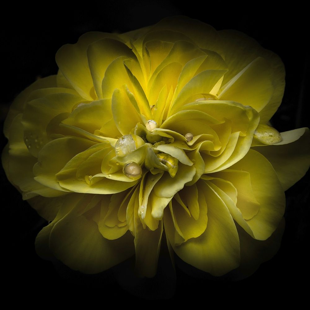 Golden Yellow Petals art print by Brian Carson for $57.95 CAD