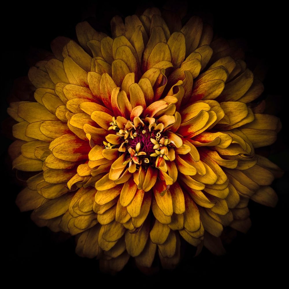Orange Chrysanthemum art print by Brian Carson for $57.95 CAD