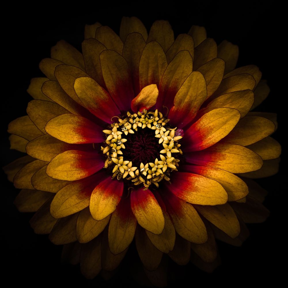 Yellow Red Chrysanthemum art print by Brian Carson for $57.95 CAD