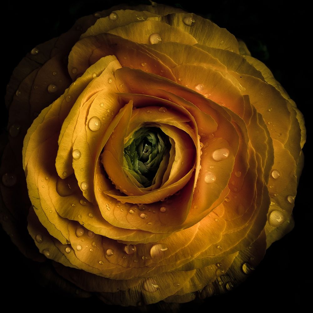 Golden Yellow Rose art print by Brian Carson for $57.95 CAD