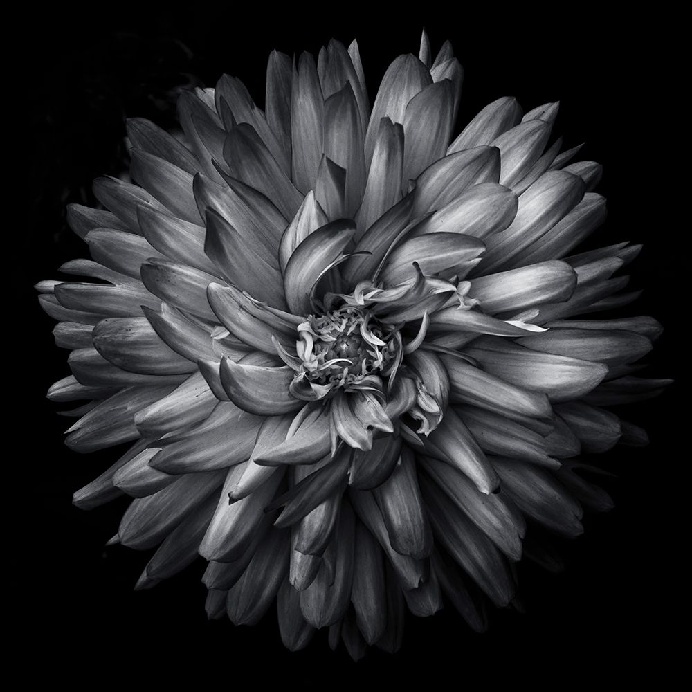 Black and White Petals art print by Brian Carson for $57.95 CAD