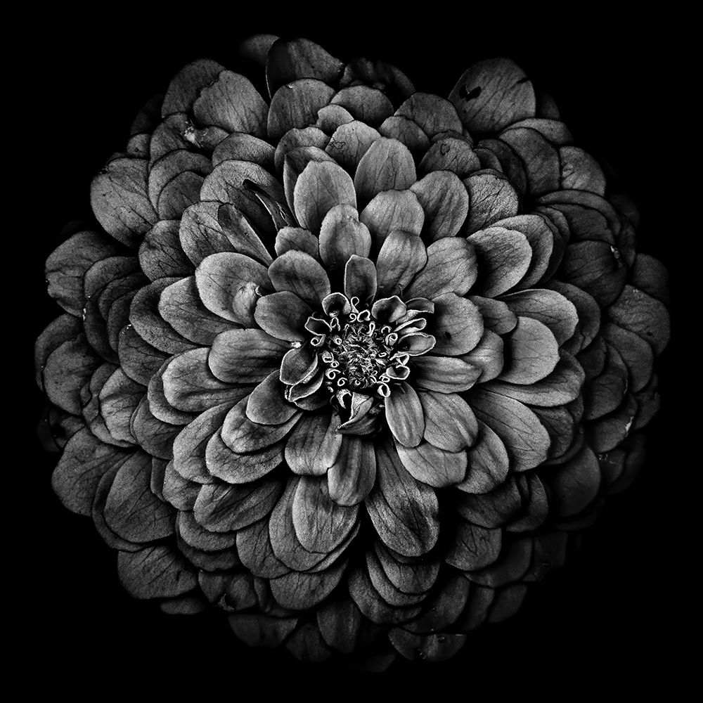 Black and White Chrysanthemum art print by Brian Carson for $57.95 CAD