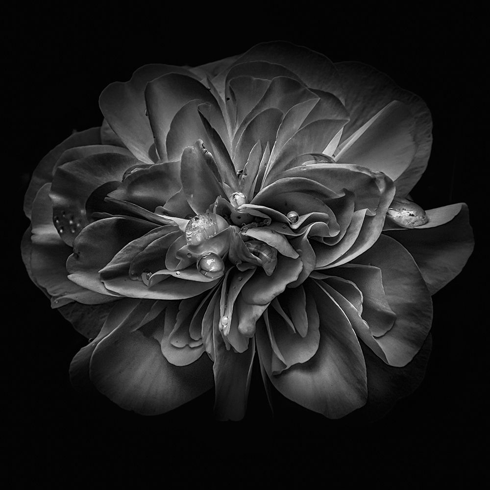 Black and White Petals II art print by Brian Carson for $57.95 CAD