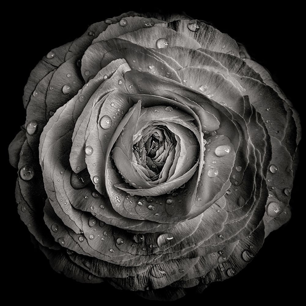 Black and White Rose art print by Brian Carson for $57.95 CAD