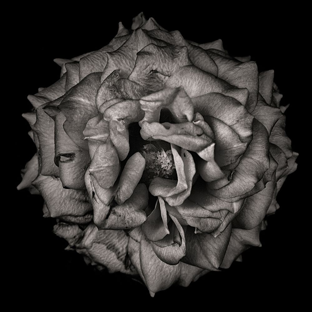 Black and White Flower art print by Brian Carson for $57.95 CAD