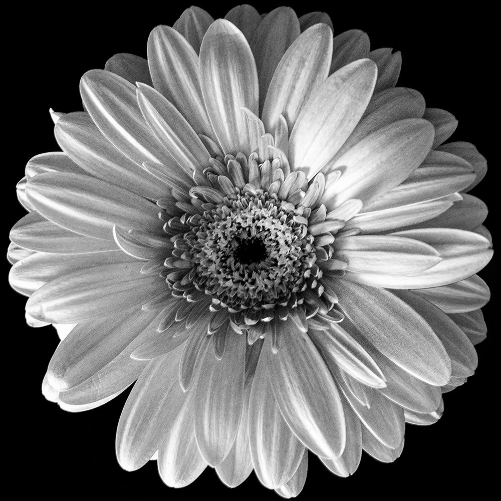 Black and White Gerbera art print by Stephane Graciet for $57.95 CAD