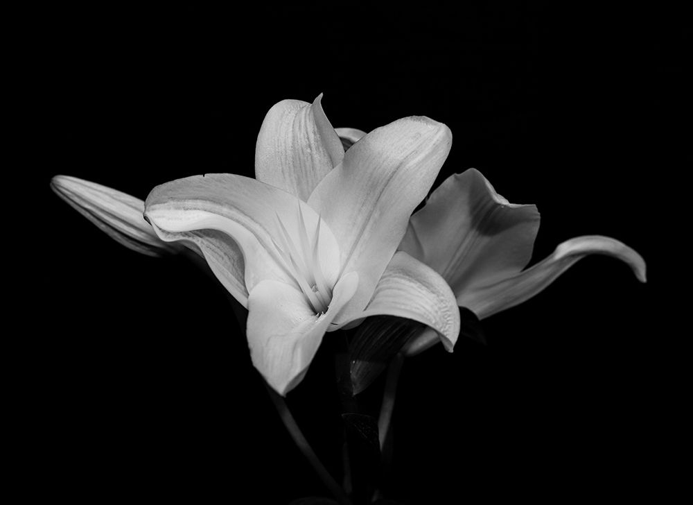 White Lily art print by Stephane Graciet for $57.95 CAD