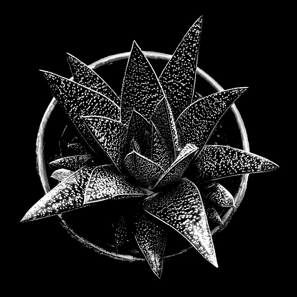Black and White Succulent  art print by Stephane Graciet for $57.95 CAD