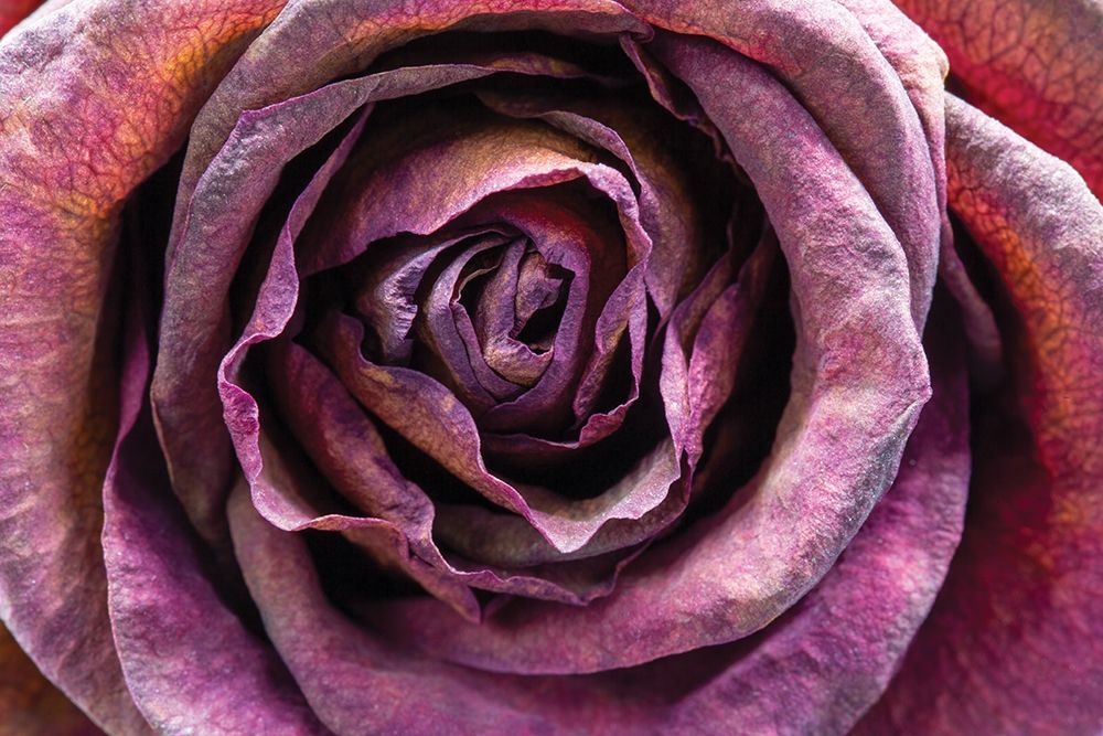 Purple Rose art print by Stephane Graciet for $57.95 CAD