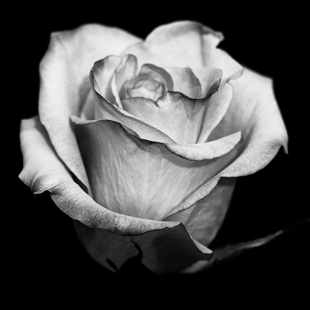 Black and White Rose art print by Stephane Graciet for $57.95 CAD