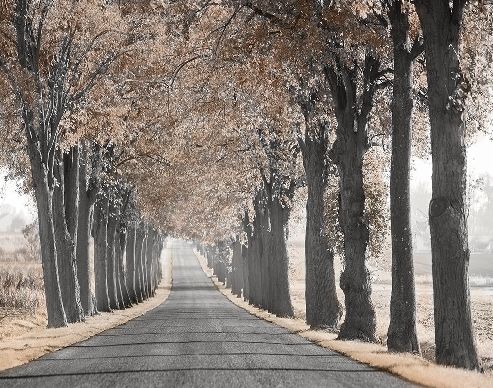 Road Through Tree Alley art print by Anonymous for $57.95 CAD