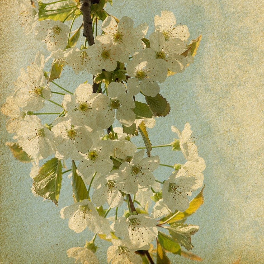 Spring Bloom art print by Anonymous for $57.95 CAD