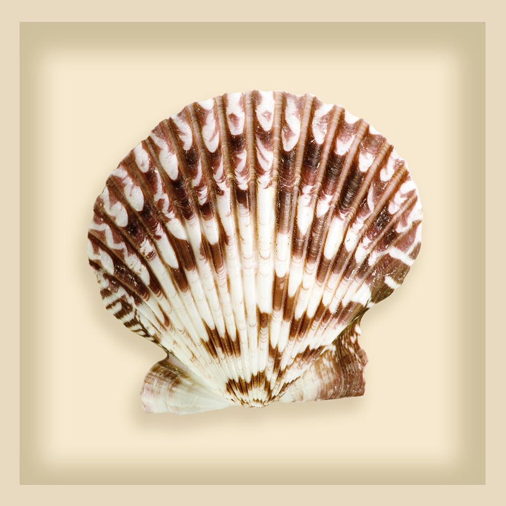 Radial Seashell art print by Anonymous for $57.95 CAD