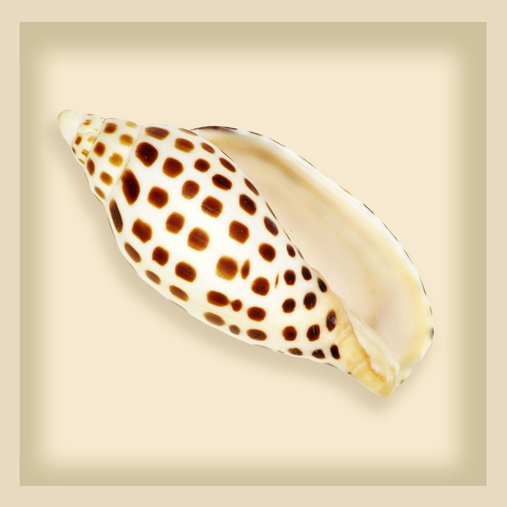 Leopard Shell art print by Anonymous for $57.95 CAD