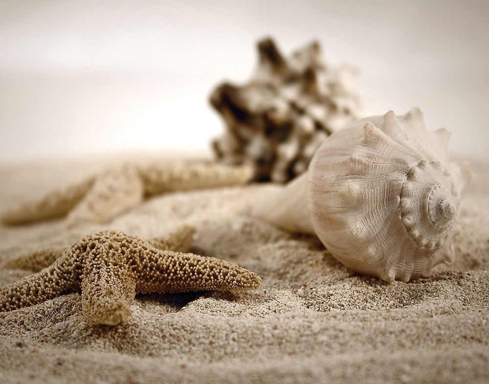 Seashells in the Sand art print by S. Cunningham for $57.95 CAD