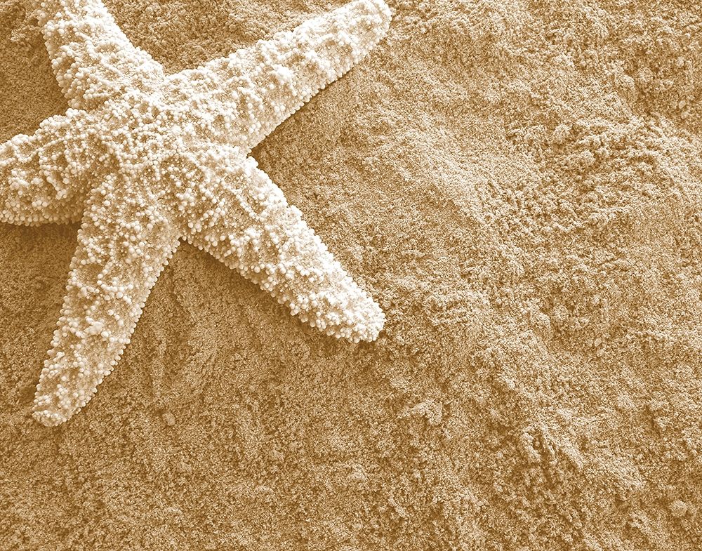 Starfish in the Sand art print by Anonymous for $57.95 CAD