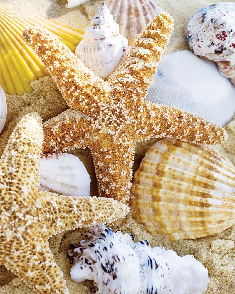 Starfish and Shells art print by Anonymous for $57.95 CAD