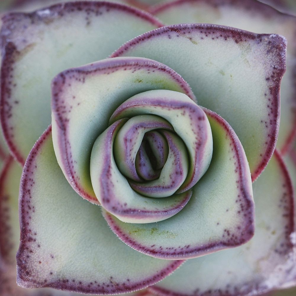 Macro Succulent art print by Garsot for $57.95 CAD
