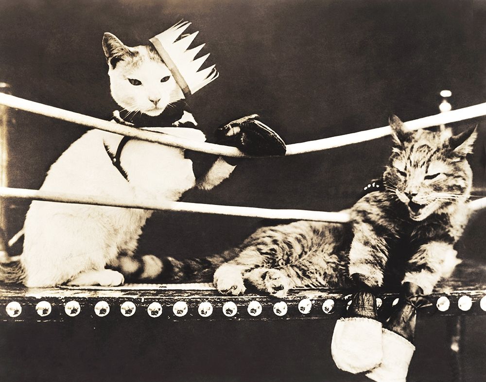 Catfight art print by Anonymous for $57.95 CAD