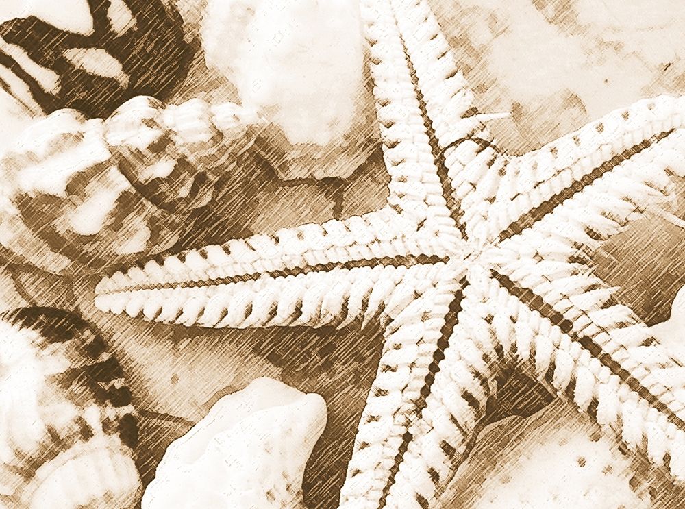 Starfish Impression art print by Anonymous for $57.95 CAD