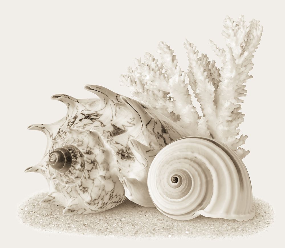 Seashells I art print by Anonymous for $57.95 CAD