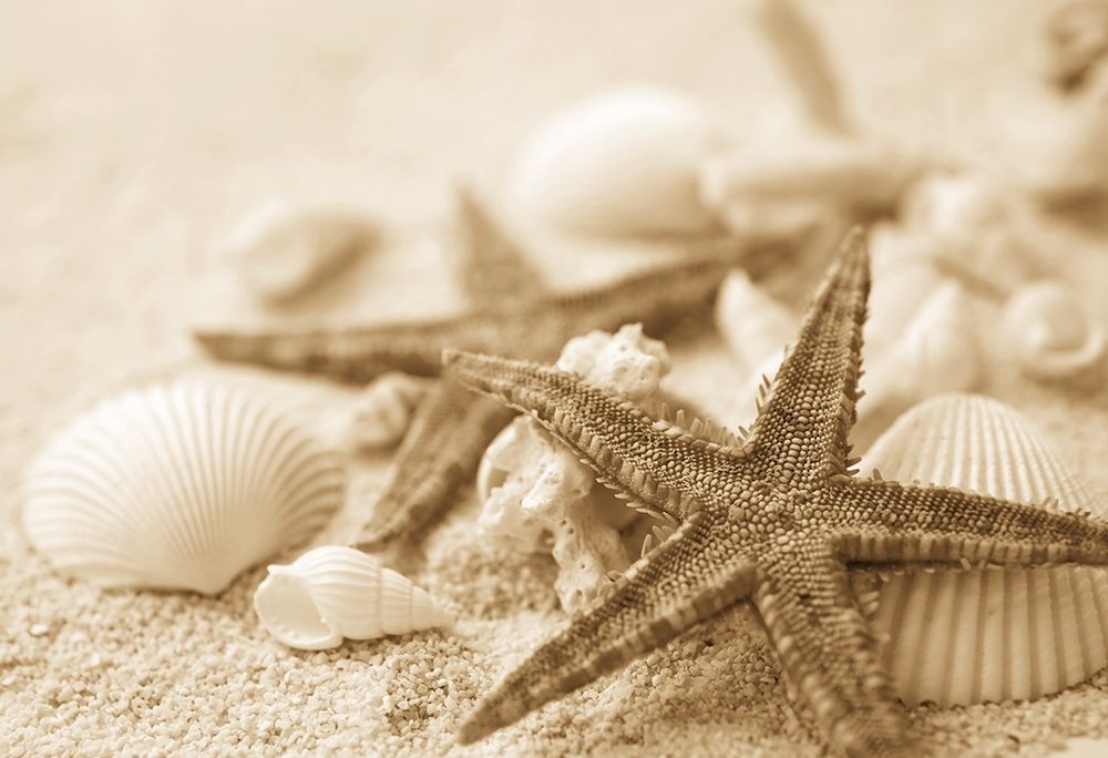 Starfish and Seashells art print by Anonymous for $57.95 CAD