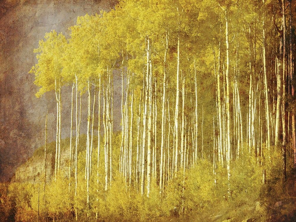 Autumn Aspen ForestAnon art print by Anonymous for $57.95 CAD