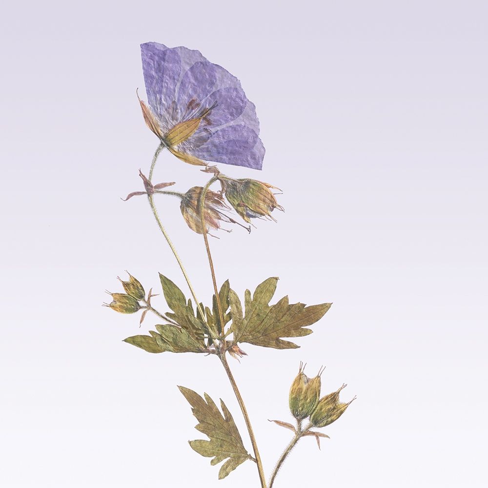 Delicate Lavender Floral art print by R. Vancura for $57.95 CAD
