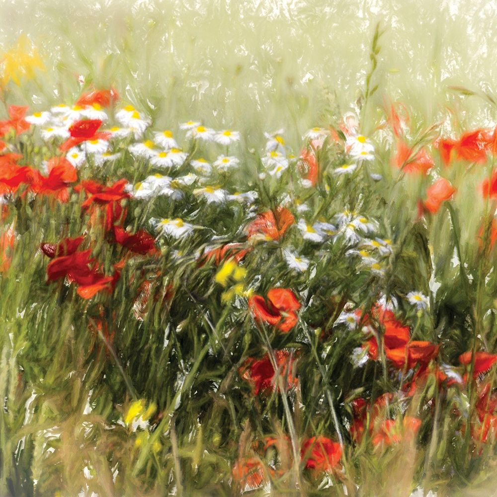 Poppy Field art print by J. Cottingham for $57.95 CAD