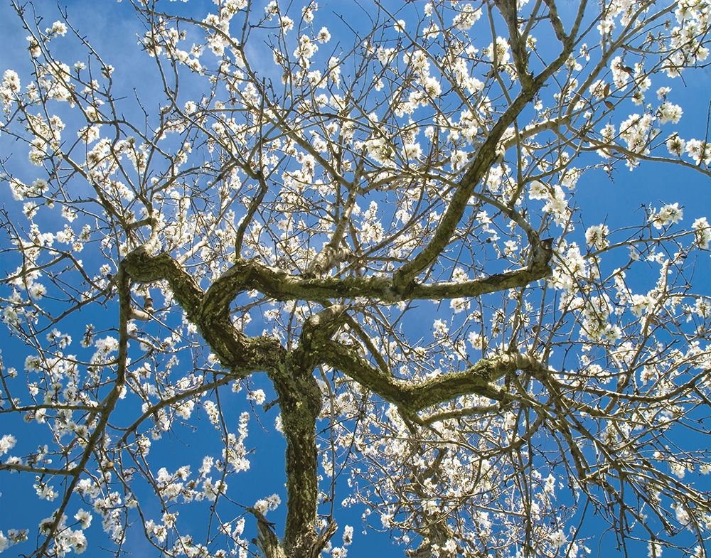Almond Blossoms in Spring art print by Anonymous for $57.95 CAD