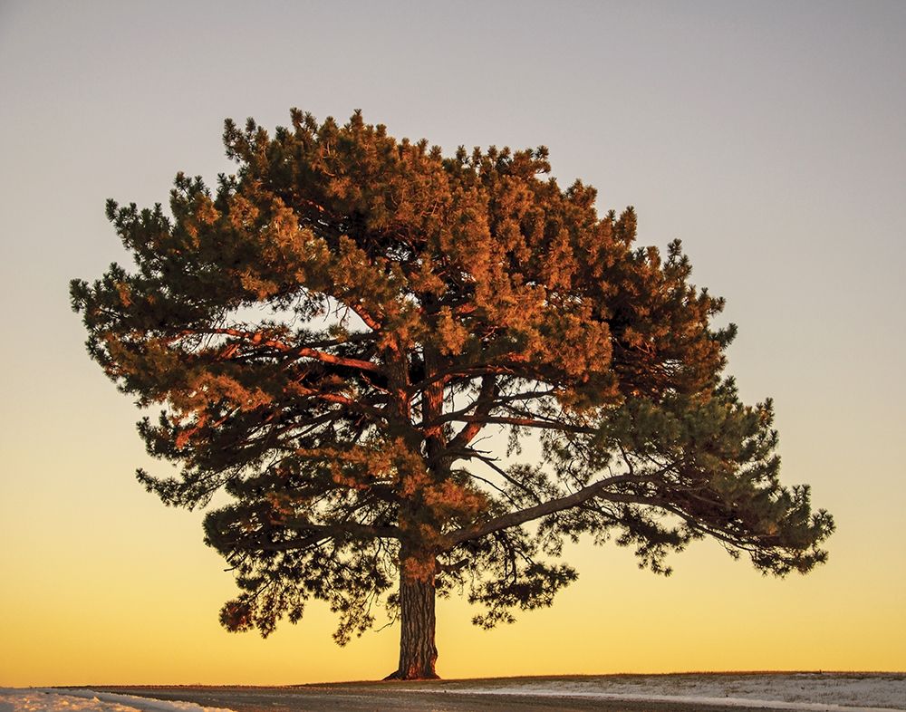 Pine at Sunset art print by V. Francis for $57.95 CAD