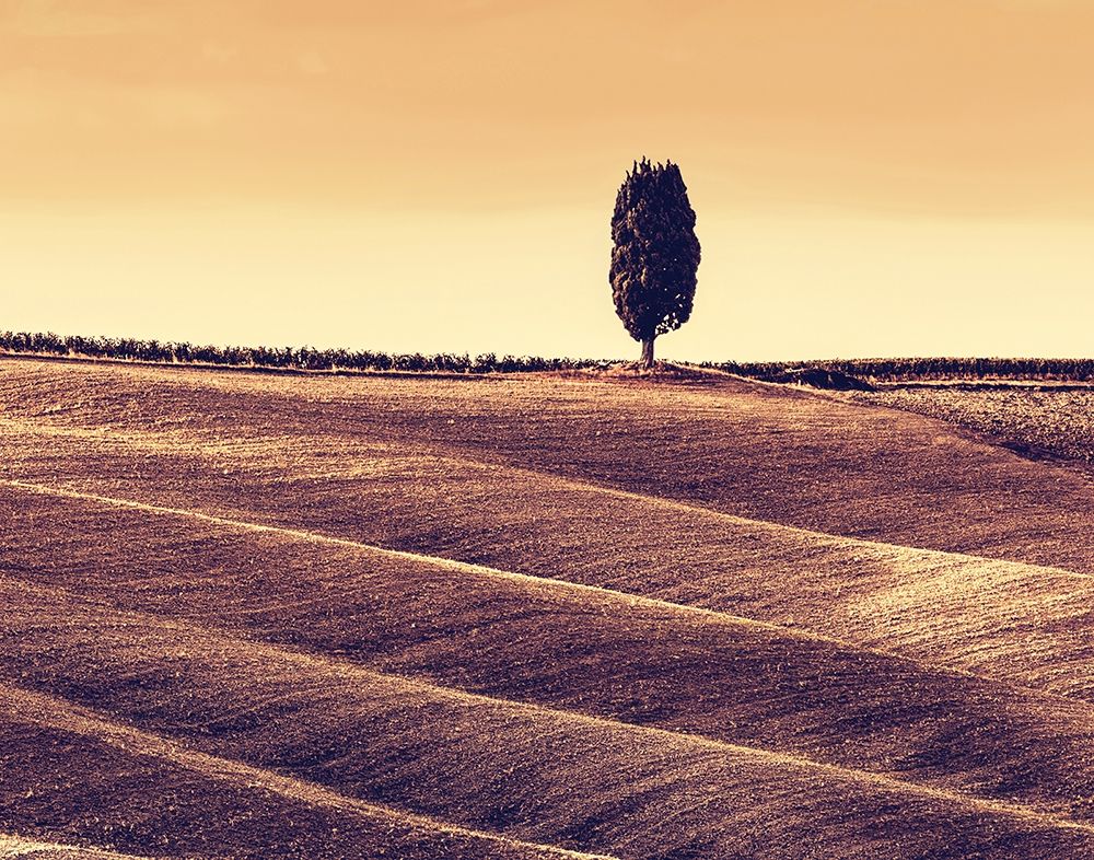 Harvest Season in Tuscany art print by M. Bednarek for $57.95 CAD